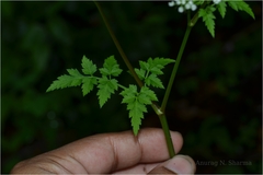 Polyzygus tuberosus